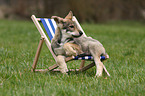 Saarloos Wolfdog Puppy