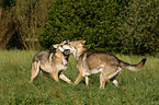 Saarloos-Wolfhonds