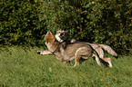 running Saarloos-Wolfhonds