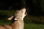 Saarloos-Wolfhond portrait