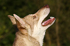 Saarloos-Wolfhond portrait