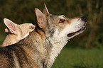 Saarloos-Wolfhonds