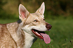 Saarloos-Wolfhond portrait