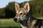 Saarloos-Wolfhond portrait