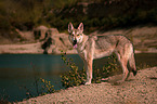 standing Saarloos Wolfhound