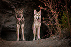 standing Saarloos Wolfhounds