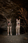 standing Saarloos Wolfhounds