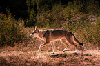 walking Saarloos Wolfhound