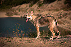 standing Saarloos Wolfhound