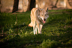 walking Saarloos Wolfhound