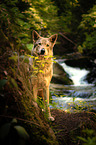 Saarloos Wolfhound