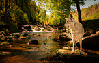 standing Saarloos Wolfhound