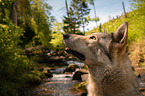 Saarloos Wolfhound portrait