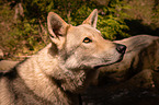 Saarloos Wolfhound portrait