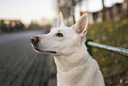 Saarloos Wolfhound