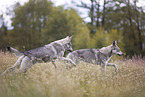 Saarloos Wolfhounds