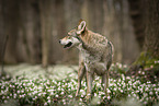 female Saarloos Wolfhound