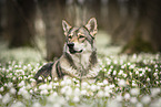 female Saarloos Wolfhound