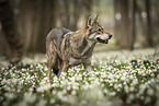 female Saarloos Wolfhound