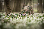 female Saarloos Wolfhound