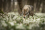 female Saarloos Wolfhound