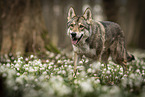 female Saarloos Wolfhound