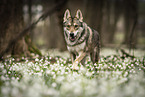 female Saarloos Wolfhound