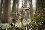 female Saarloos Wolfhound