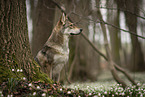 female Saarloos Wolfhound