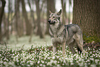 male Saarloos Wolfhound