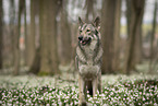 male Saarloos Wolfhound