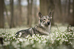 male Saarloos Wolfhound