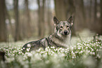 male Saarloos Wolfhound