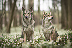 2 Saarloos Wolfhounds