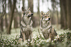 2 Saarloos Wolfhounds