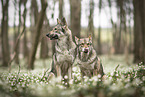 2 Saarloos Wolfhounds