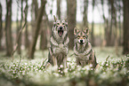 2 Saarloos Wolfhounds