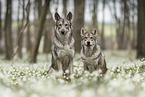 2 Saarloos Wolfhounds