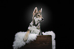 Saarloos Wolfhound Puppy