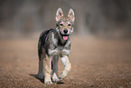 Saarloos Wolfhound Puppy
