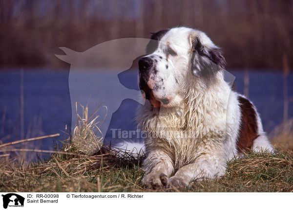 Bernhardiner / Saint Bernard / RR-00098