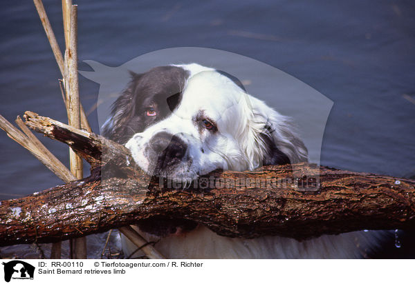 Bernhardiner apportiert Stock / Saint Bernard retrieves limb / RR-00110