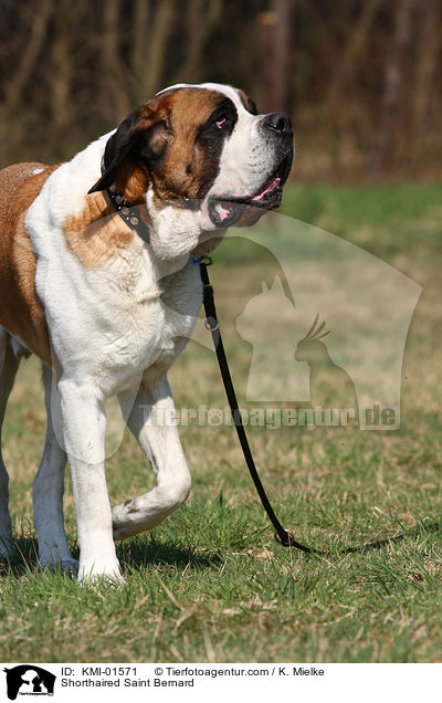 Kurzhaarbernhardiner / Shorthaired Saint Bernard / KMI-01571