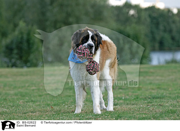 Bernhardiner / Saint Bernard / BS-02622