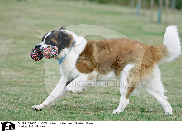 rennender Bernhardiner / running Saint Bernard / BS-02625