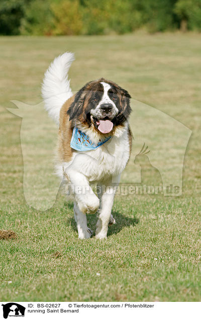 rennender Bernhardiner / running Saint Bernard / BS-02627