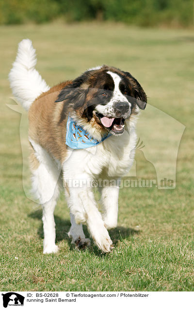 rennender Bernhardiner / running Saint Bernard / BS-02628