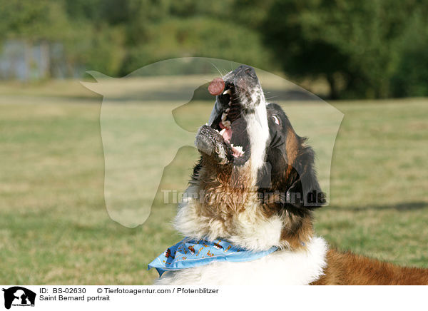 Saint Bernard portrait / BS-02630