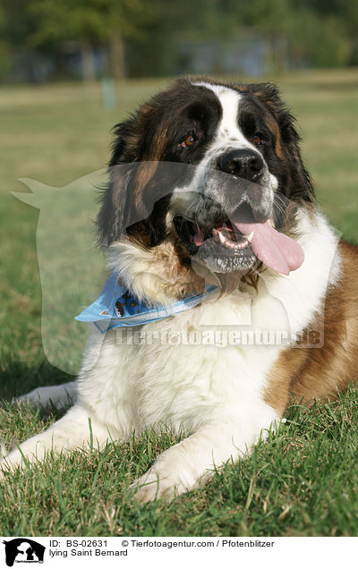 liegender Bernhardiner / lying Saint Bernard / BS-02631