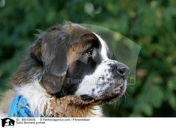 Bernhardiner Portrait / Saint Bernard portrait / BS-02636
